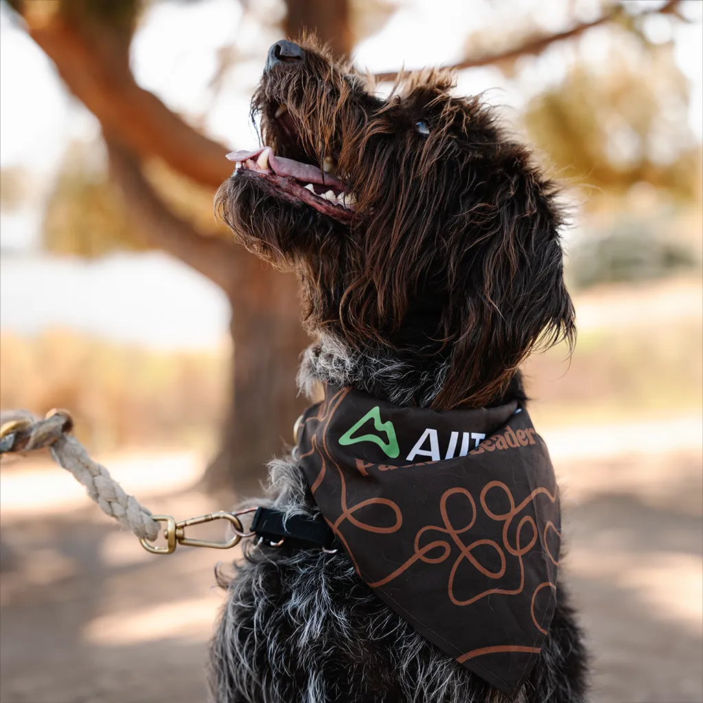 Pack Leader Dog Bandana