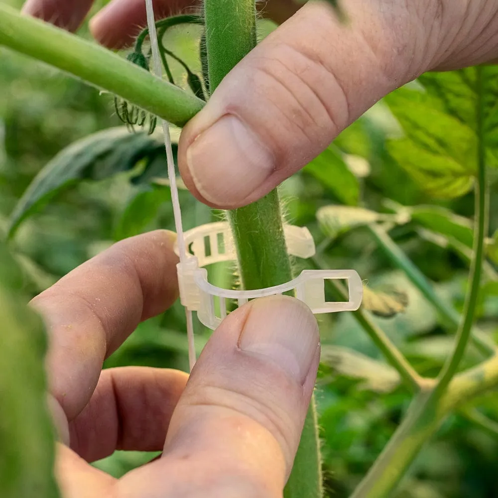 Tomato Clips