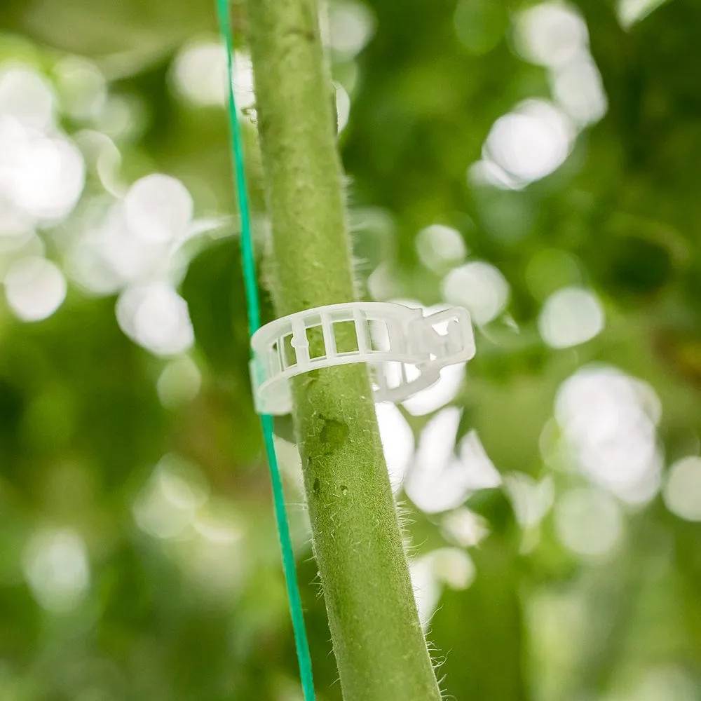 Tomato Clips